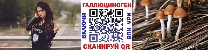 как найти закладки  Салаир  блэк спрут ссылка  Галлюциногенные грибы Psilocybine cubensis 